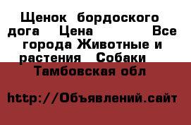 Щенок  бордоского  дога. › Цена ­ 60 000 - Все города Животные и растения » Собаки   . Тамбовская обл.